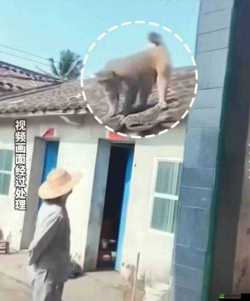 二人生猴子全程无被子：太不注意了