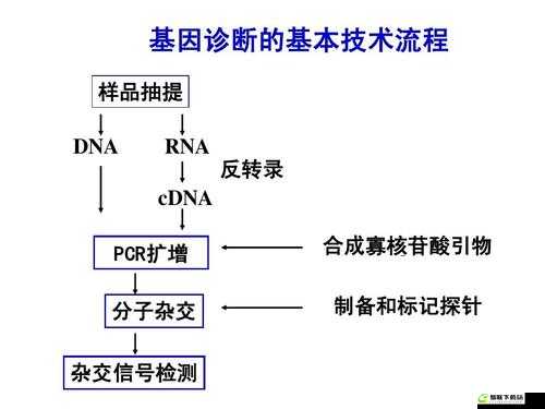 RNA 与 cDNA 杂交的机制与应用研究